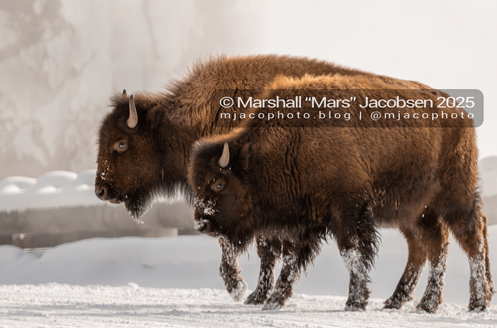 Bison bison with Bison&nbsp;bison