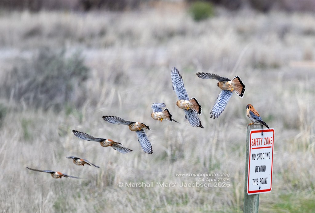 My favorite falcon: the American&nbsp;Kestrel