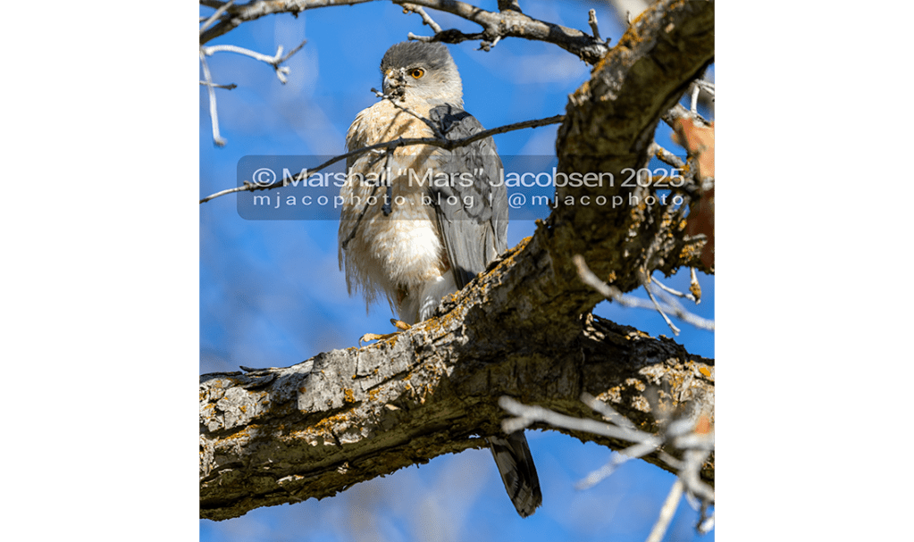 A Cooper’s hawk reacts to being taxonomically&nbsp;reclassified