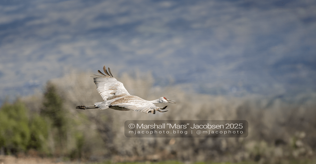 Soaring sandhill crane