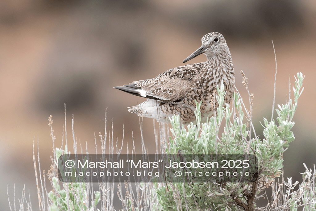 Willet or won’t&nbsp;it?