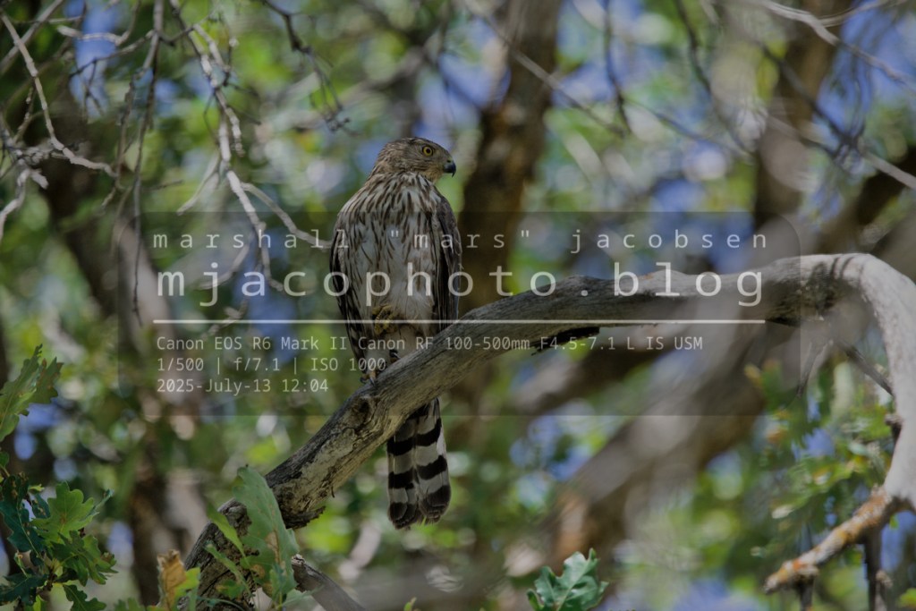 Fledgling Cooper’s hawk’s first&nbsp;perch