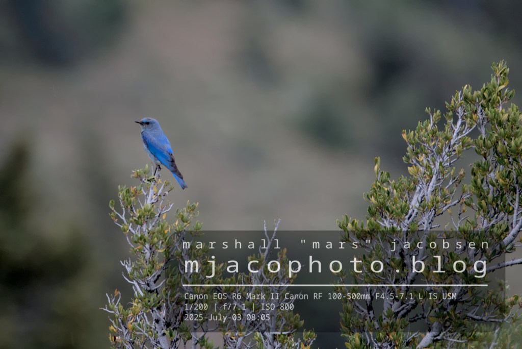 Mountain bluebird’s mountain mahogany&nbsp;perch
