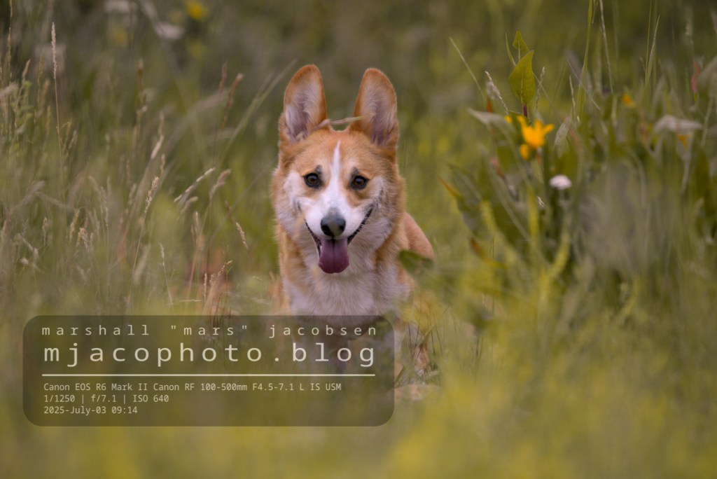 Northern Utah corgi&nbsp;dash
